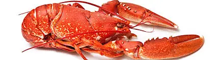 Homard